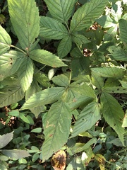 Stigmella villosella