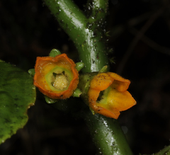 Pentaphragma aurantiacum