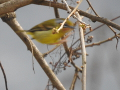 Pteruthius melanotis