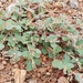 Euphorbia australis - Photo (c) Brooke Corrigan, algunos derechos reservados (CC BY-NC), subido por Brooke Corrigan