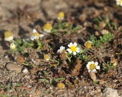 Cladanthus mixtus