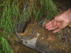 Pheretima darnleiensis