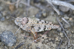 Cibolacris parviceps