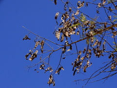 Albizia amara
