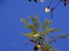 Albizia amara