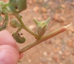 Tetragonia eremaea