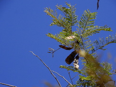 Albizia amara