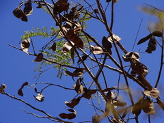 Albizia amara