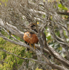 Turdus poliocephalus