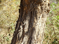 Albizia amara
