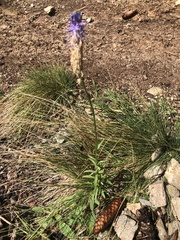 Phyteuma betonicifolium