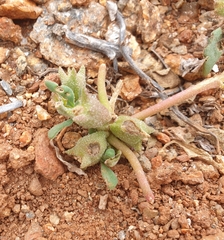 Tetragonia eremaea