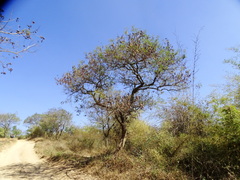 Albizia amara