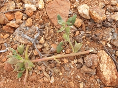 Tetragonia eremaea