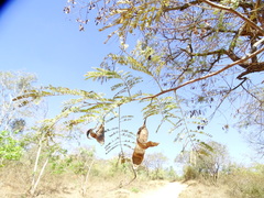 Albizia amara