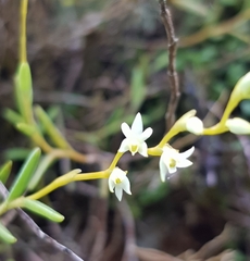 Epidendrum paranthicum