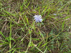 Cichorium intybus
