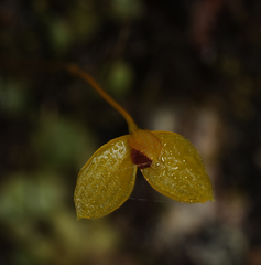 Bulbophyllum catenarium