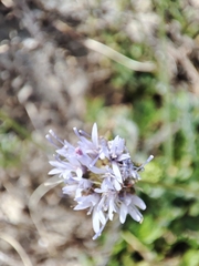 Jasione maritima