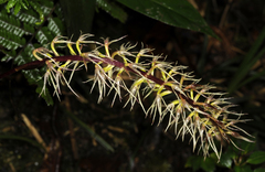 Bulbophyllum disjunctum