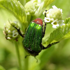 Leucocelis haemorrhoidalis