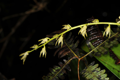 Stachysanthes