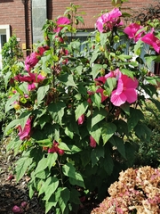 Hibiscus