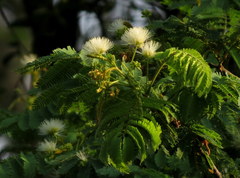 Albizia amara