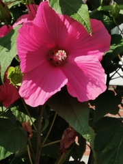 Hibiscus
