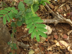 Albizia amara