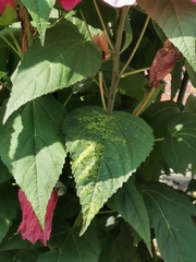 Hibiscus