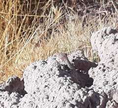 Liolaemus constanzae