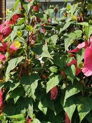 Hibiscus