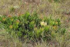 Protea roupelliae hamiltonii