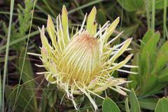 Protea roupelliae hamiltonii