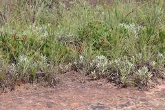 Protea roupelliae hamiltonii