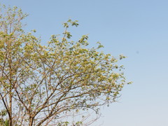 Albizia amara