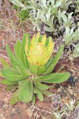 Protea roupelliae hamiltonii