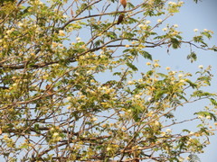 Albizia amara