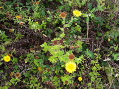 Pulicaria dysenterica dysenterica