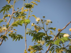 Albizia amara