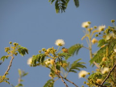Albizia amara