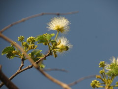 Albizia amara