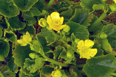 Ranunculus insignis