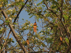 Albizia amara