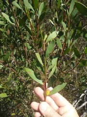 Persoonia lanceolata