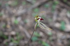 Caladenia parva