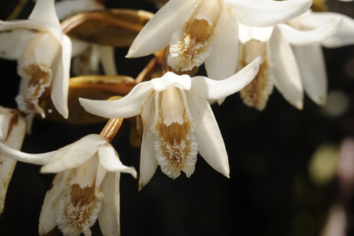 Papillosa Orchid