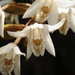 Coelogyne papillosa - Photo (c) Keith Martin-Smith, some rights reserved (CC BY-NC-SA), uploaded by Keith Martin-Smith