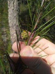 Hakea propinqua